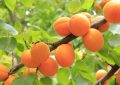 Apricots