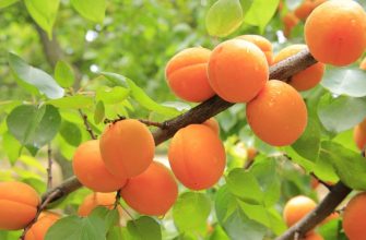 Apricots