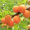 Apricots