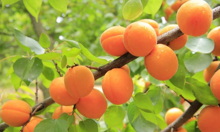 Apricots