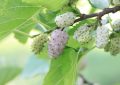 Mulberries