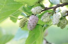 Mulberries