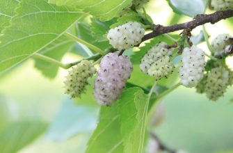 Mulberries