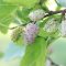 Mulberries