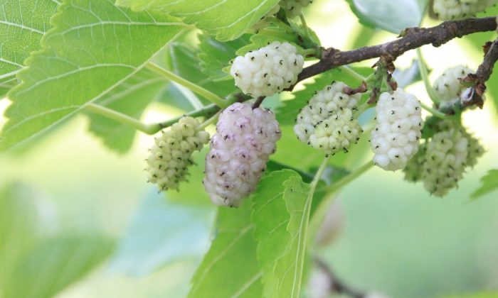 Mulberries