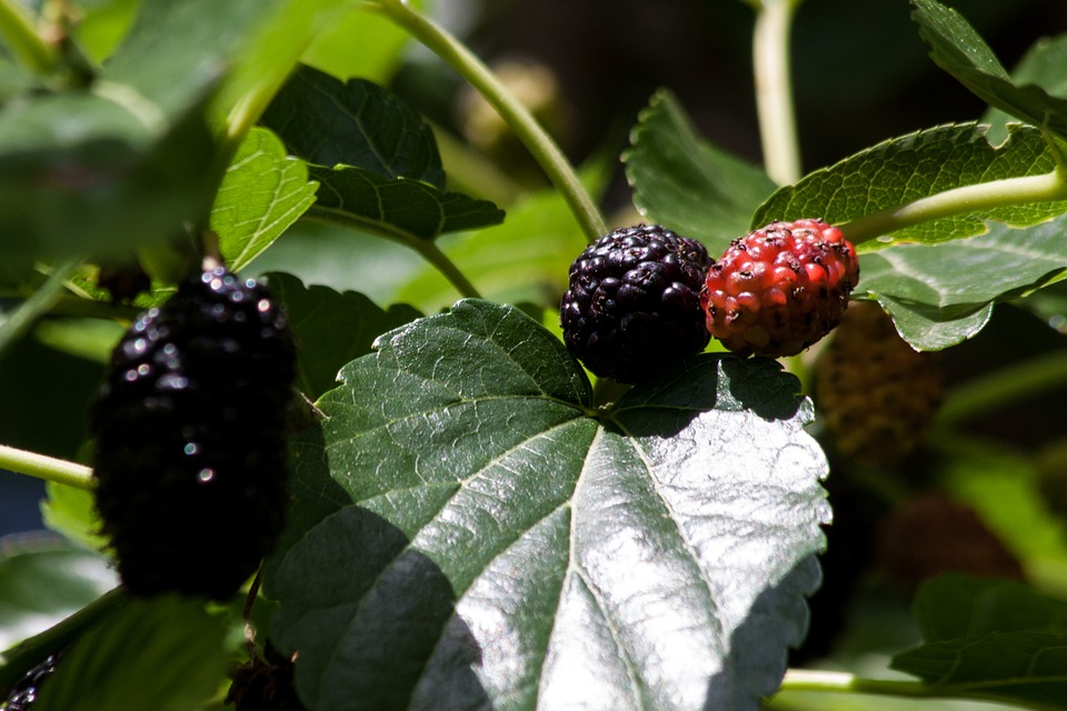 Mulberries 