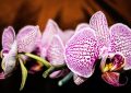 Orchids