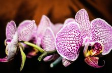 Orchids