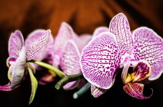 Orchids