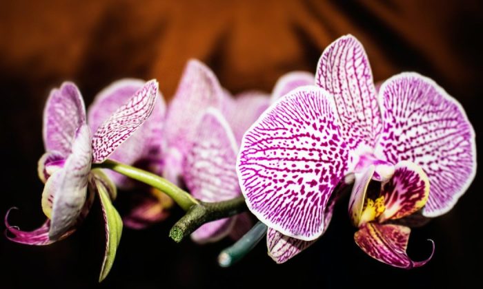 Orchids
