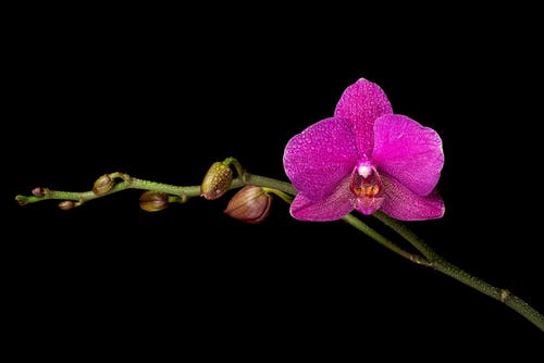 Orchids