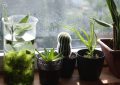 Plants