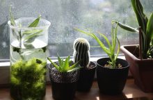 Plants
