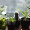 Plants
