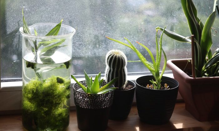 Plants