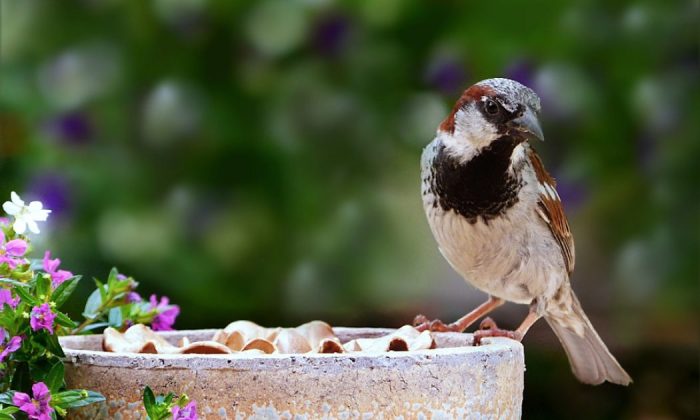 Birds