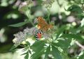 Eupatorium cannabinum