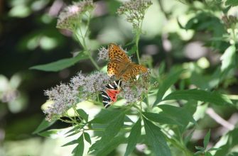 Eupatorium cannabinum