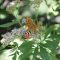 Eupatorium cannabinum