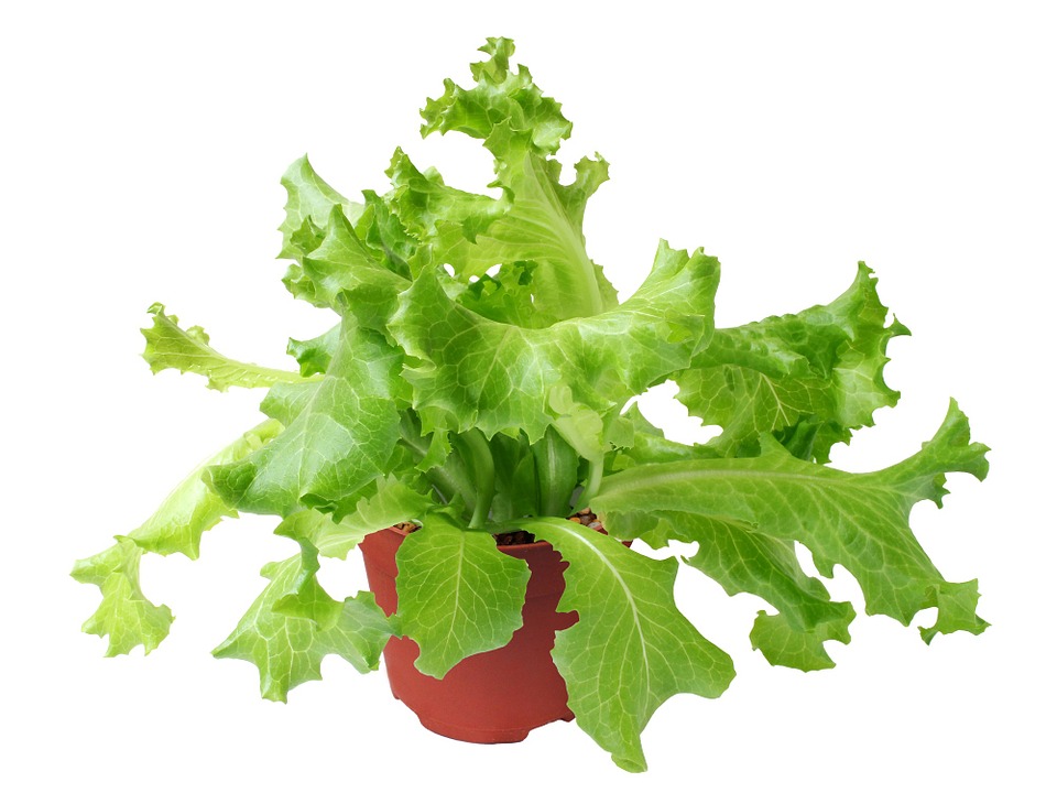 Lettuce