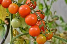 Tomatoes