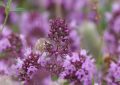 Thyme flowers