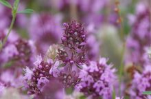Thyme flowers