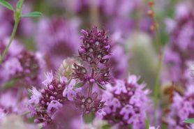 Thyme flowers