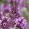 Thyme flowers