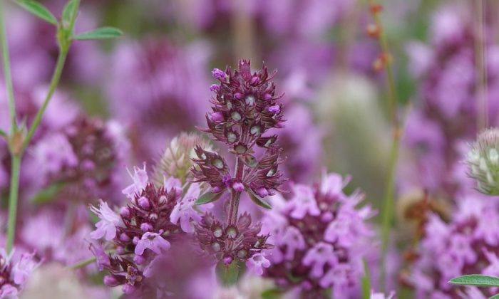 Thyme flowers