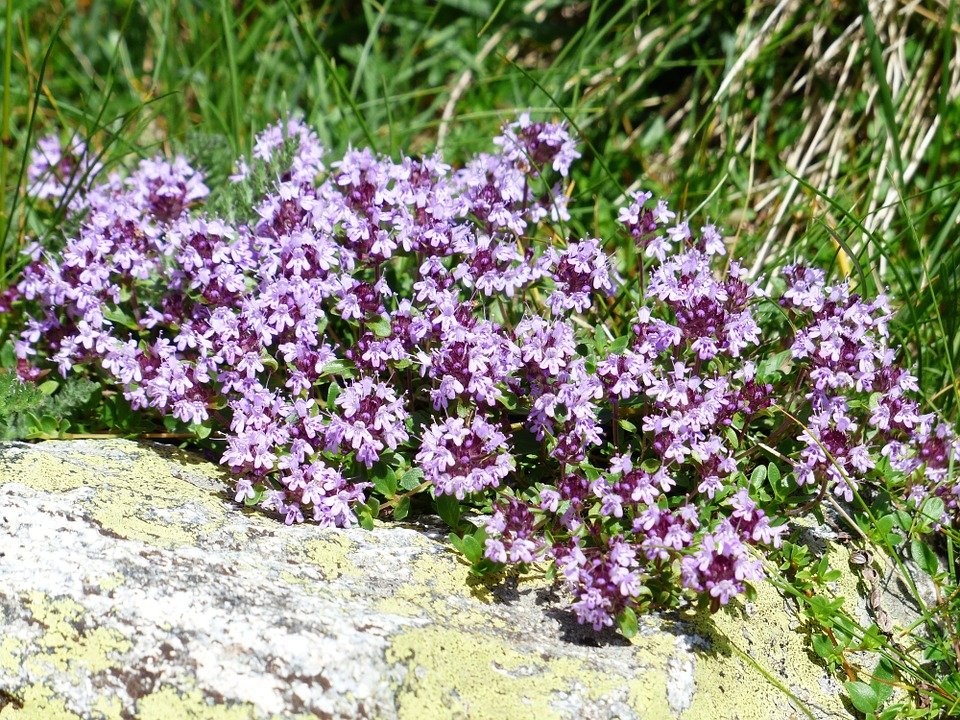 Thyme flowers