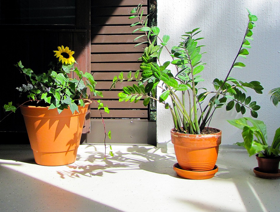 Zamioculkas zamiifolia