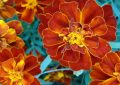 Tagetes patula