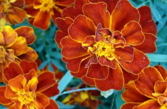 Tagetes patula
