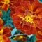 Tagetes patula