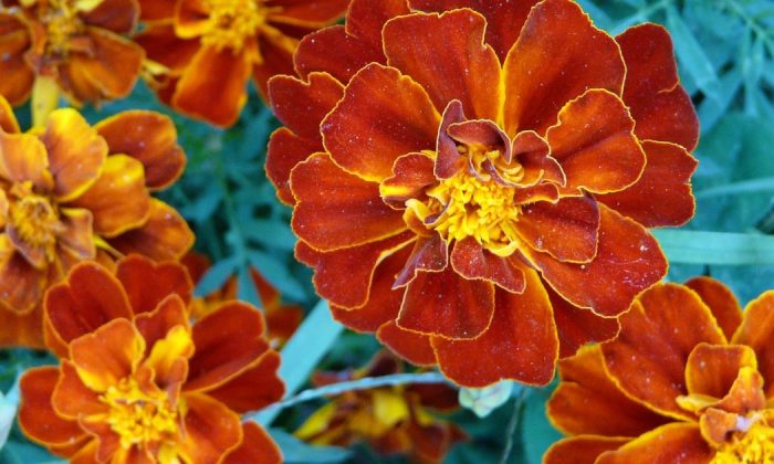 Tagetes patula
