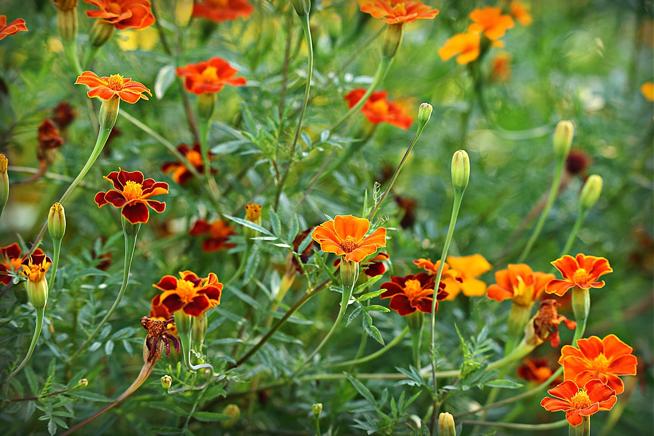 Tagetes patula 