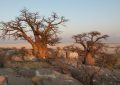Baobab