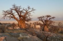 Baobab