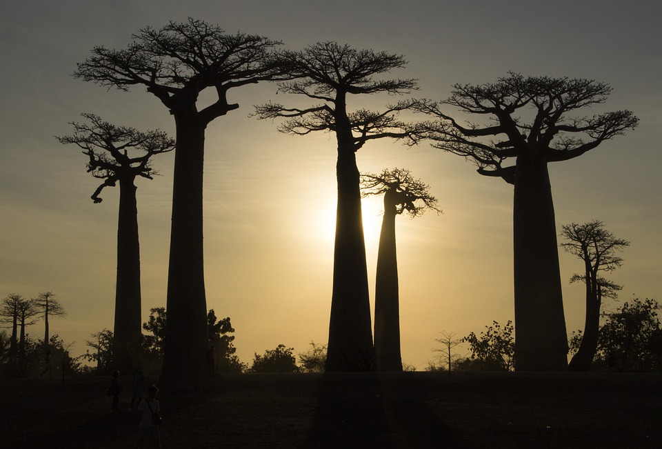 Baobab