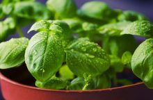 Herbs