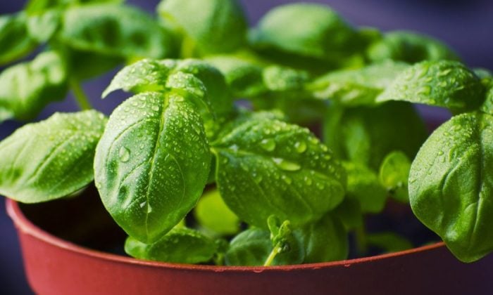 Herbs