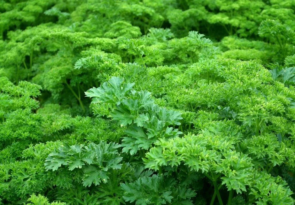 Herbs