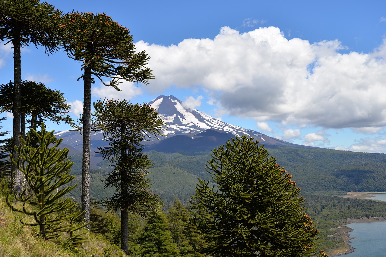 Monkey puzzle tree 