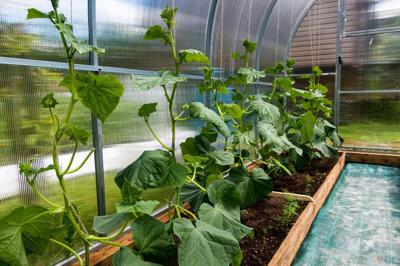 Cucumbers
