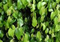 Ficus benjamina
