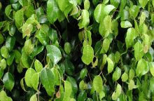 Ficus benjamina
