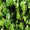 Ficus benjamina
