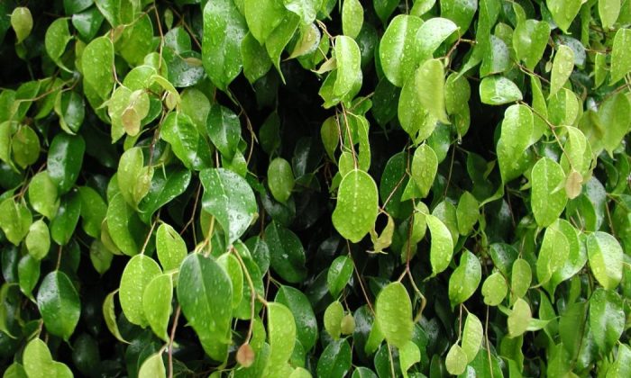 Ficus benjamina