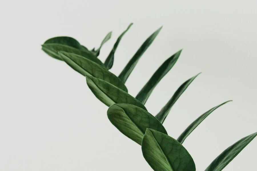Zamioculcas